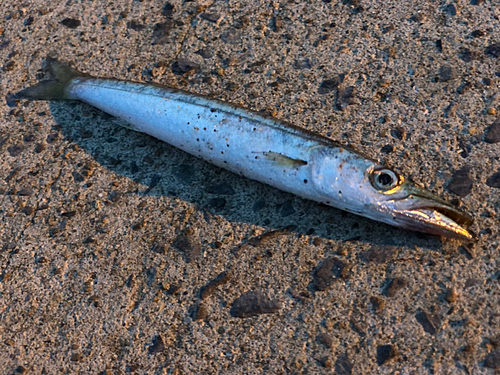 カマスの釣果