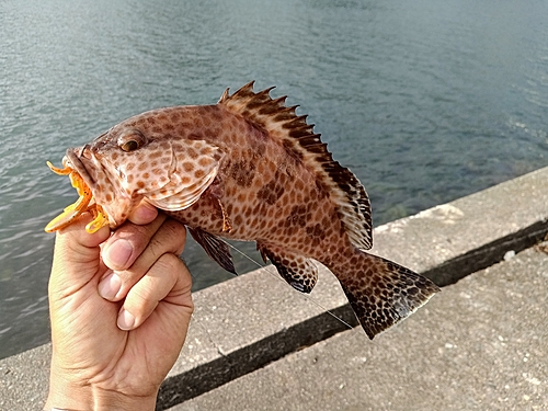 オオモンハタの釣果