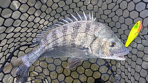 チヌの釣果