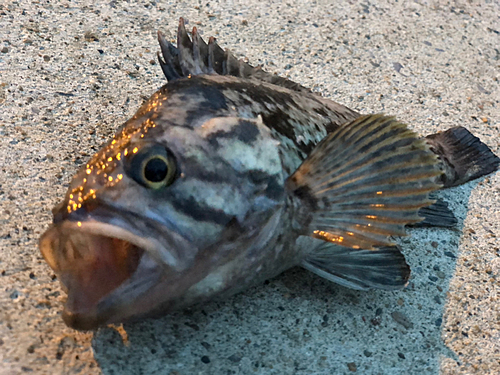 クロソイの釣果