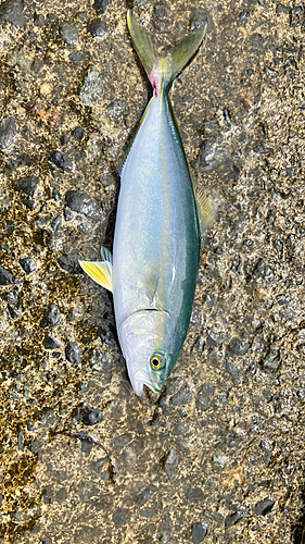 ワカシの釣果