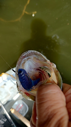 ラージマウスバスの釣果