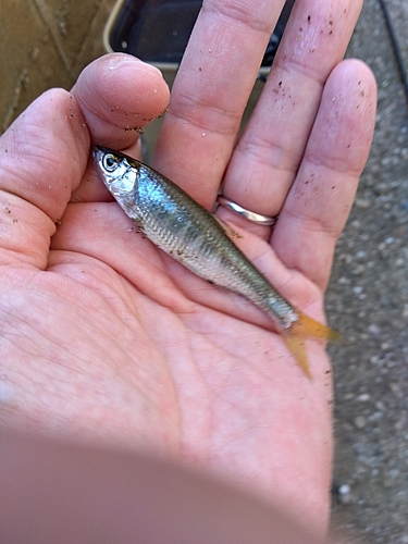 オイカワの釣果