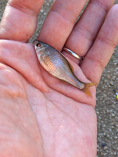 タナゴの釣果