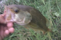 ブラックバスの釣果