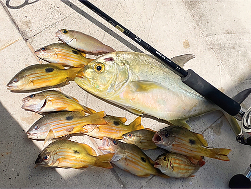 ロウニンアジの釣果