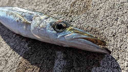 カマスの釣果