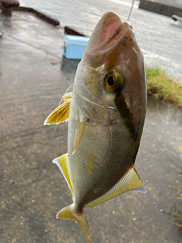 ネリゴの釣果