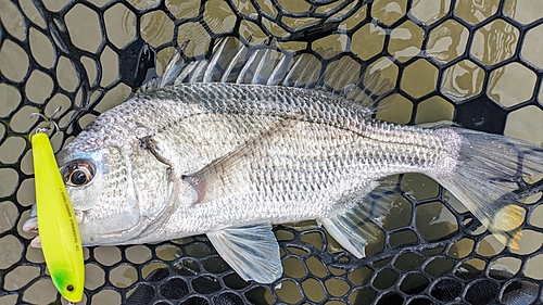 キビレの釣果