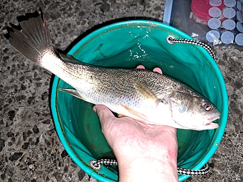 イシモチの釣果