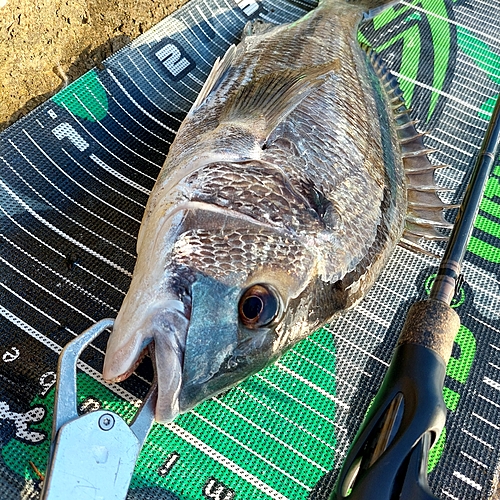 チヌの釣果