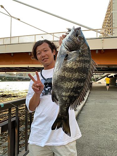 クロダイの釣果