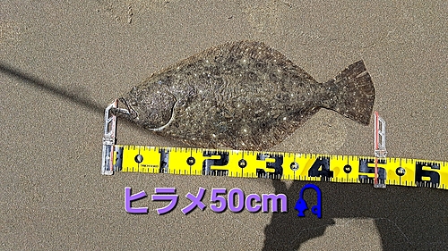 ヒラメの釣果