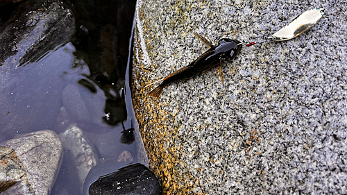 カジカの釣果