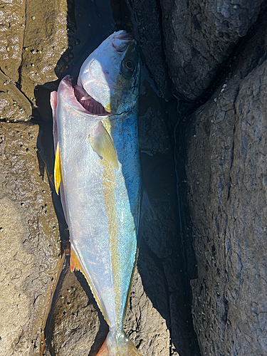 ヒラマサの釣果