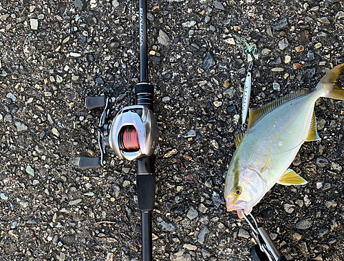 ショゴの釣果