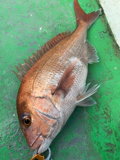 マダイの釣果