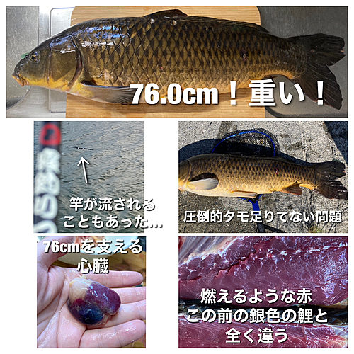 コイの釣果