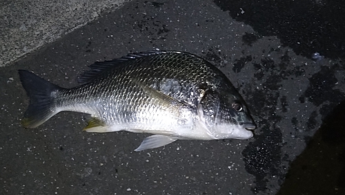 キチヌの釣果