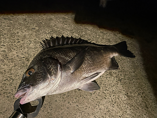 クロダイの釣果