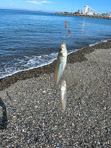 キスの釣果