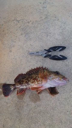 アラカブの釣果