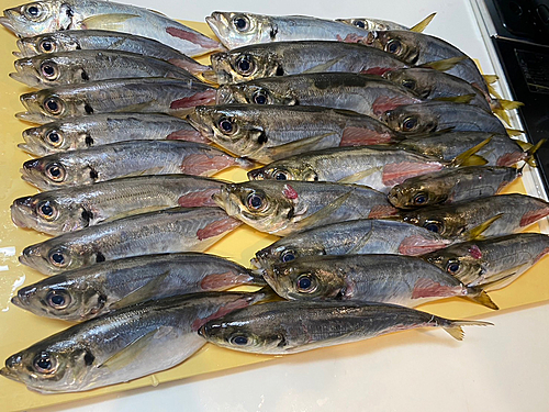 アジの釣果