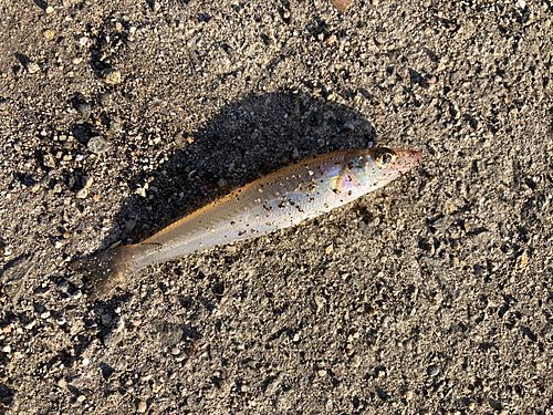 キスの釣果