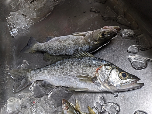 ヒラスズキの釣果