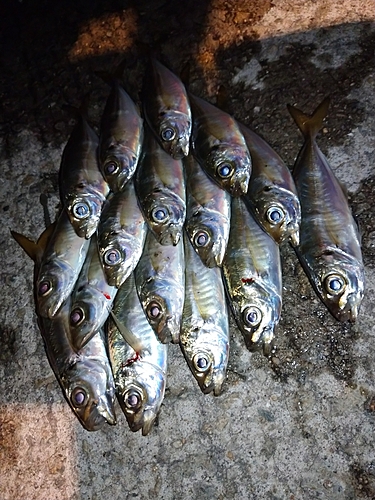 アジの釣果