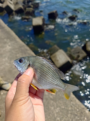 ハゼの釣果