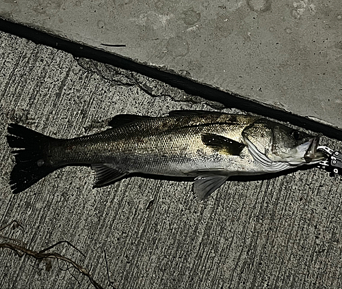 シーバスの釣果