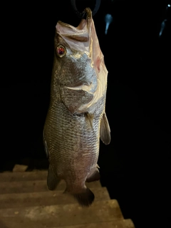 バラマンディの釣果