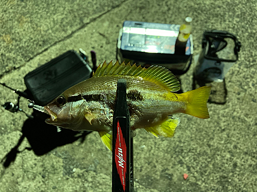 ヨコスジフエダイの釣果