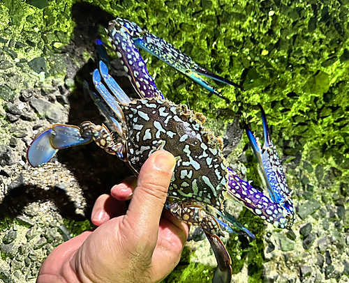 ワタリガニの釣果