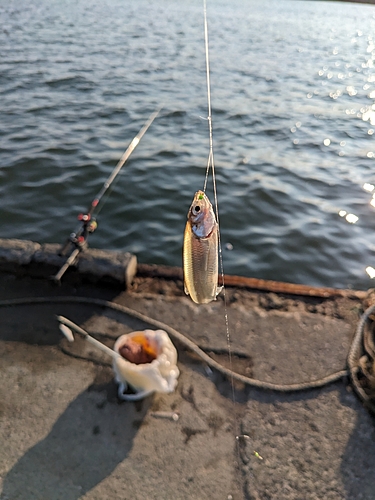 チカの釣果