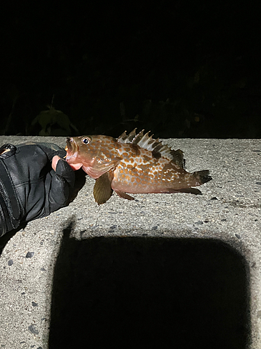 キジハタの釣果