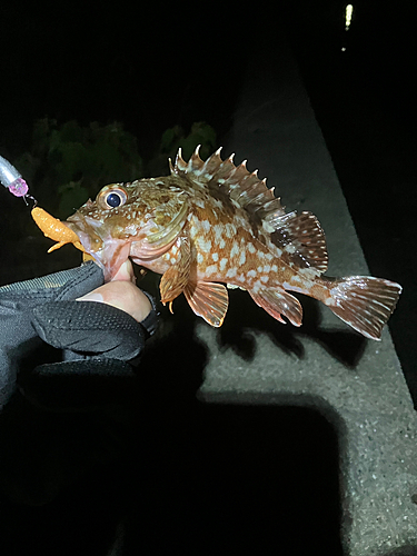 カサゴの釣果