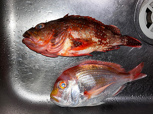 ウッカリカサゴの釣果