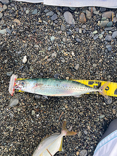 サバの釣果