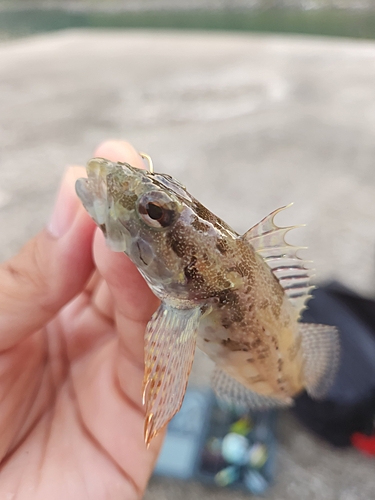 アナハゼの釣果