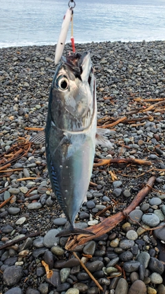 マルソウダの釣果