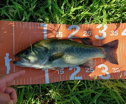 ブラックバスの釣果