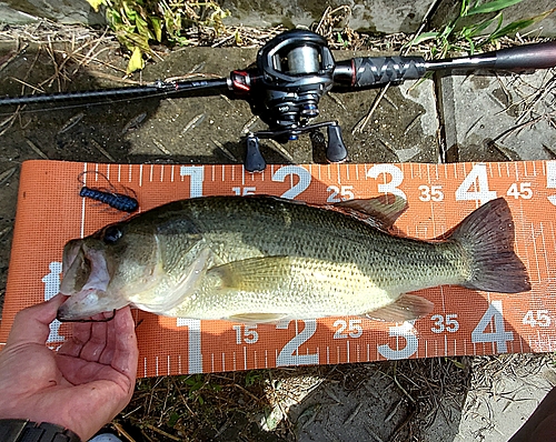 ブラックバスの釣果