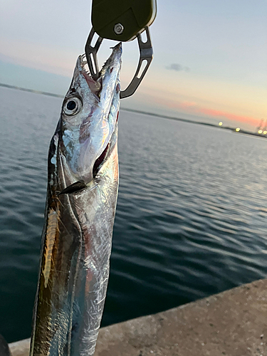 タチウオの釣果