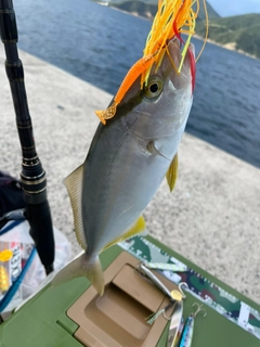 ショゴの釣果