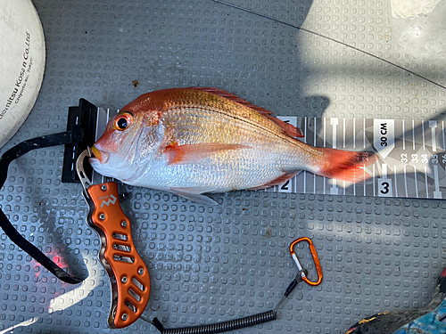 レンコダイの釣果