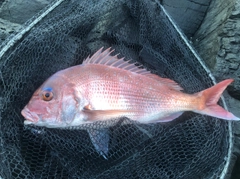 マダイの釣果