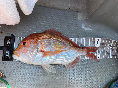 レンコダイの釣果