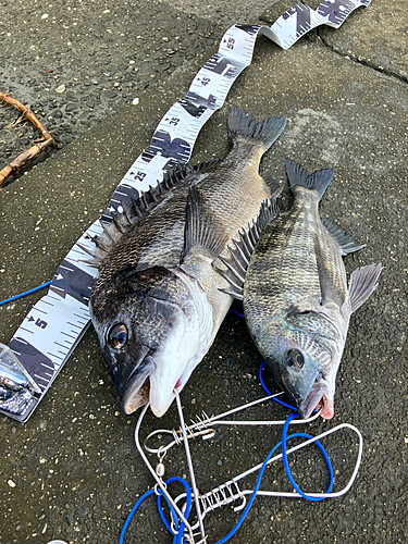 クロダイの釣果